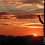 Arizona musicians